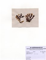 藏品(厚緣藻)的圖片